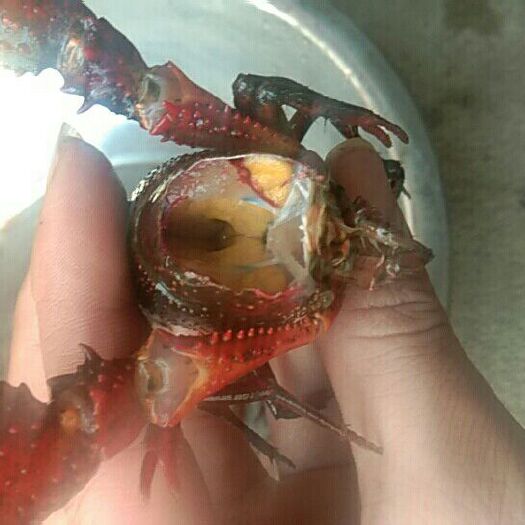 洪湖市青壳小龙虾 湖北虾