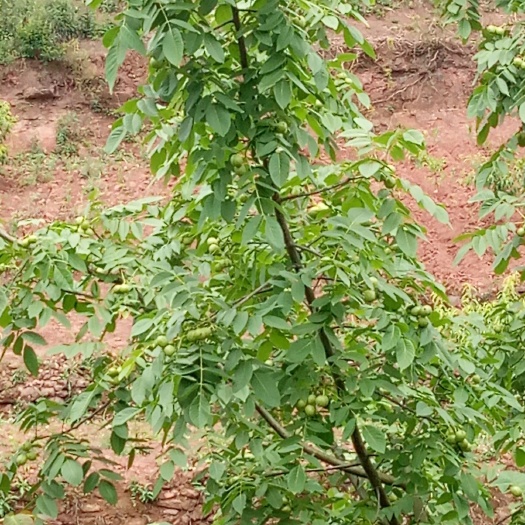 成都 薄皮山核桃，果仁油香，回味无穷