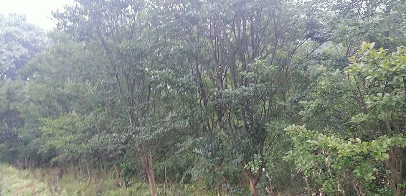 武汉 紫薇6-12公分