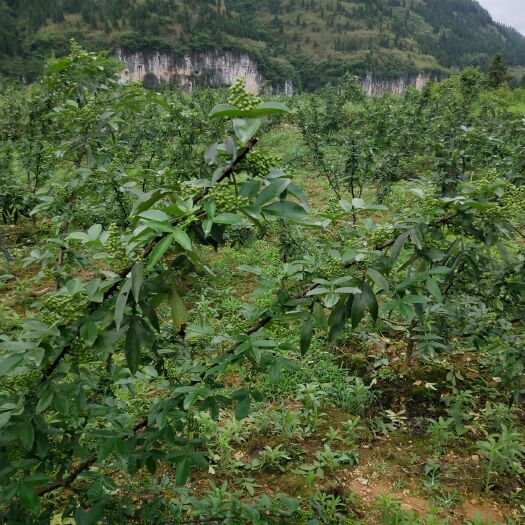花垣县九叶青花椒 货真价实，品质特好，价格实惠