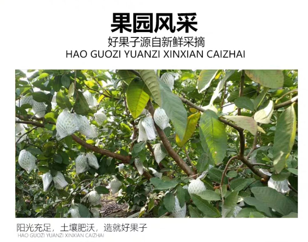  珍珠番石榴 新鲜现摘 白肉 红肉果