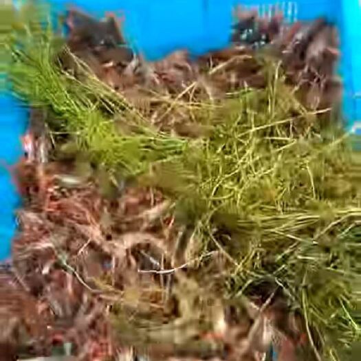 沭阳县清水小龙虾 人工养殖