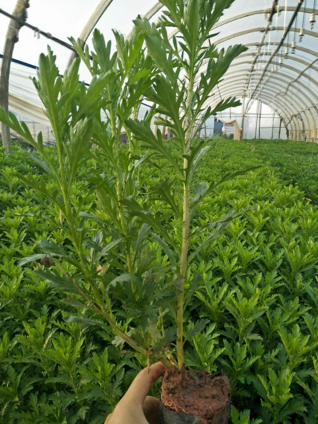 木春菊苗  木春菊，大量现货批发直销，高20到35cm，可统