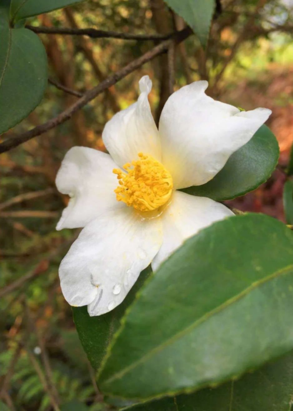  自家卖的山茶油