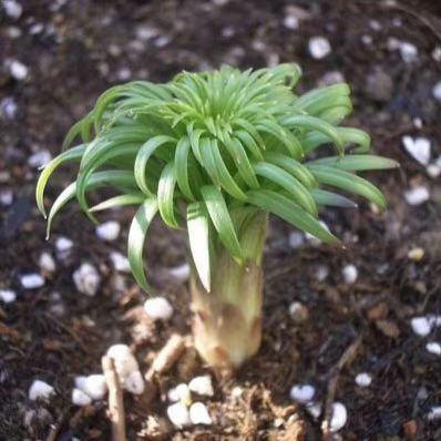 临洮县兰州百合 3cm-5cm