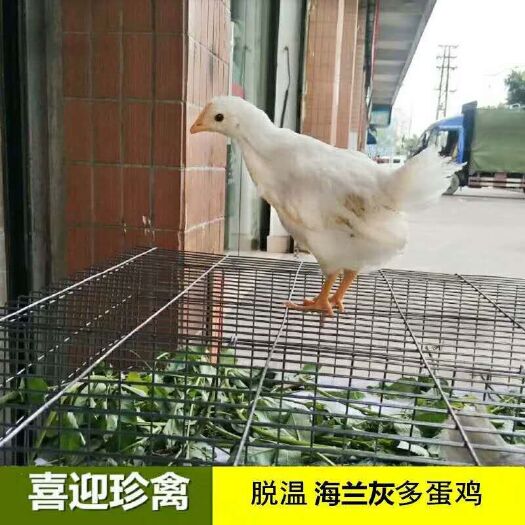 脱温多蛋鸡，成活率高，蛋鸡中下蛋鸡，年产300个蛋