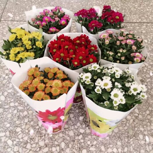沭阳县彩菊花苗 美人菊小盆栽 迷你小菊花盆栽 菊花观花桌面小盆栽整盆
