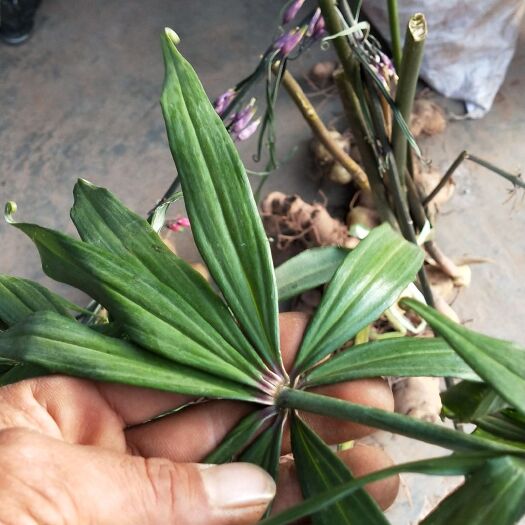 思茅黄精种苗 滇黄精种芽