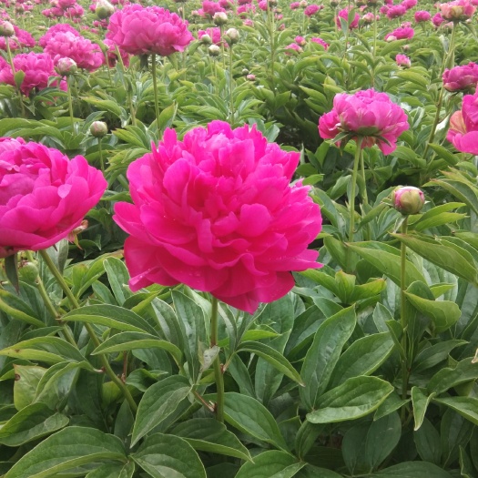菏泽多花芍药  观赏芍药，芍药，自己种植销售
