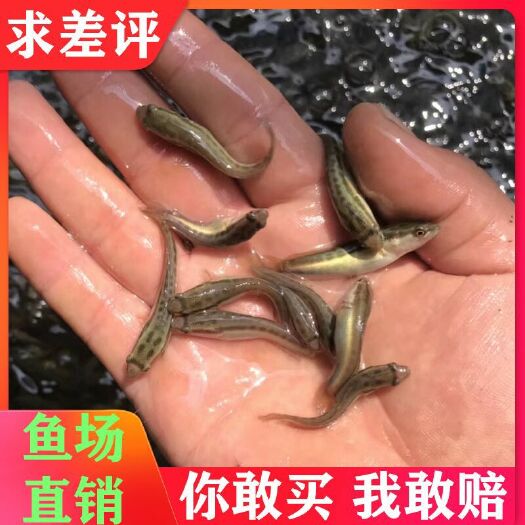 广州 杂交黑鱼苗生鱼苗乌鱼苗财鱼苗