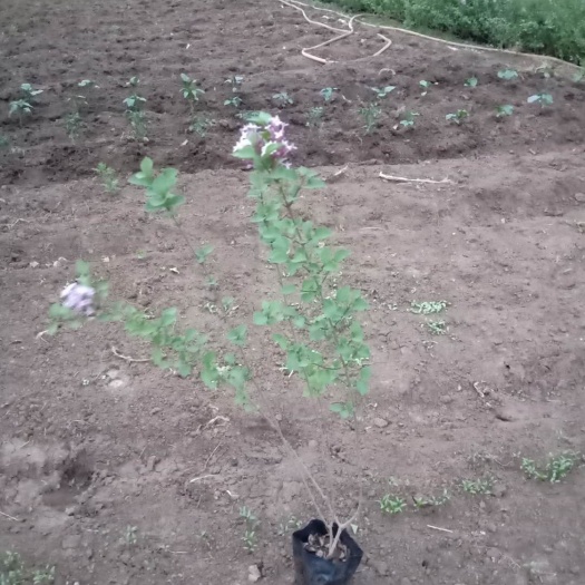 铁岭小叶丁香杯苗