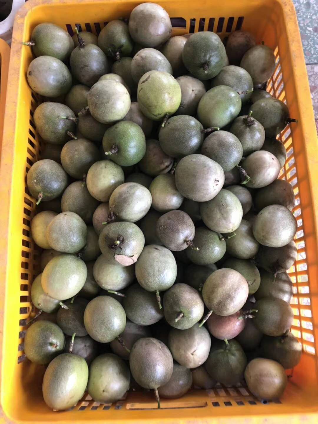 [鸳鸯蜜批发] 新品种鸳鸯蜜百香果苗 耐寒 耐低