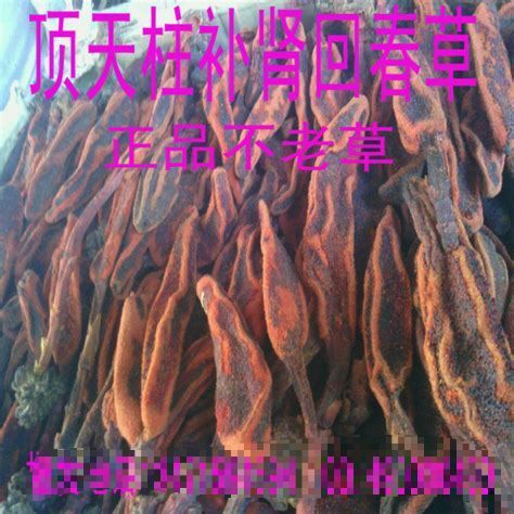 安国市，新货，回春草，干货，干净可以泡酒，药材，批发零售。。