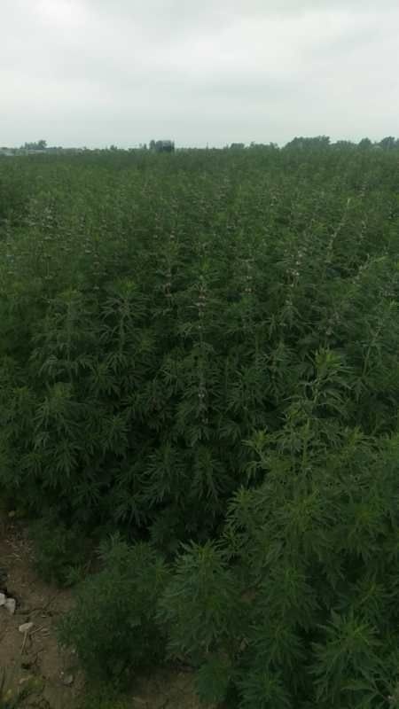阜阳 新品益母草