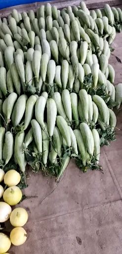 羊角蜜甜瓜 大量羊角蜜价格便宜