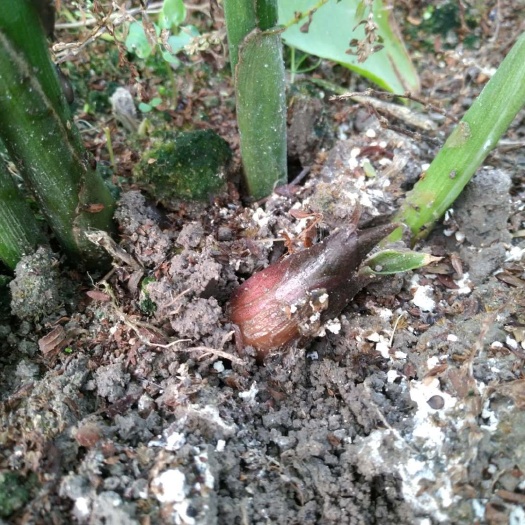 洛阳 预售阳荷