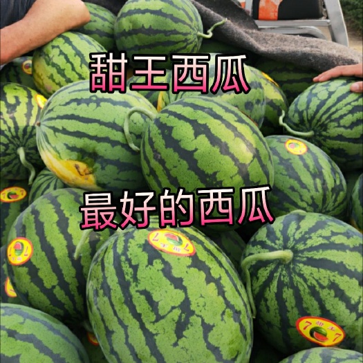 砀山县甜王西瓜 8斤打底 个个包成熟 瓜型好 全国各地代发