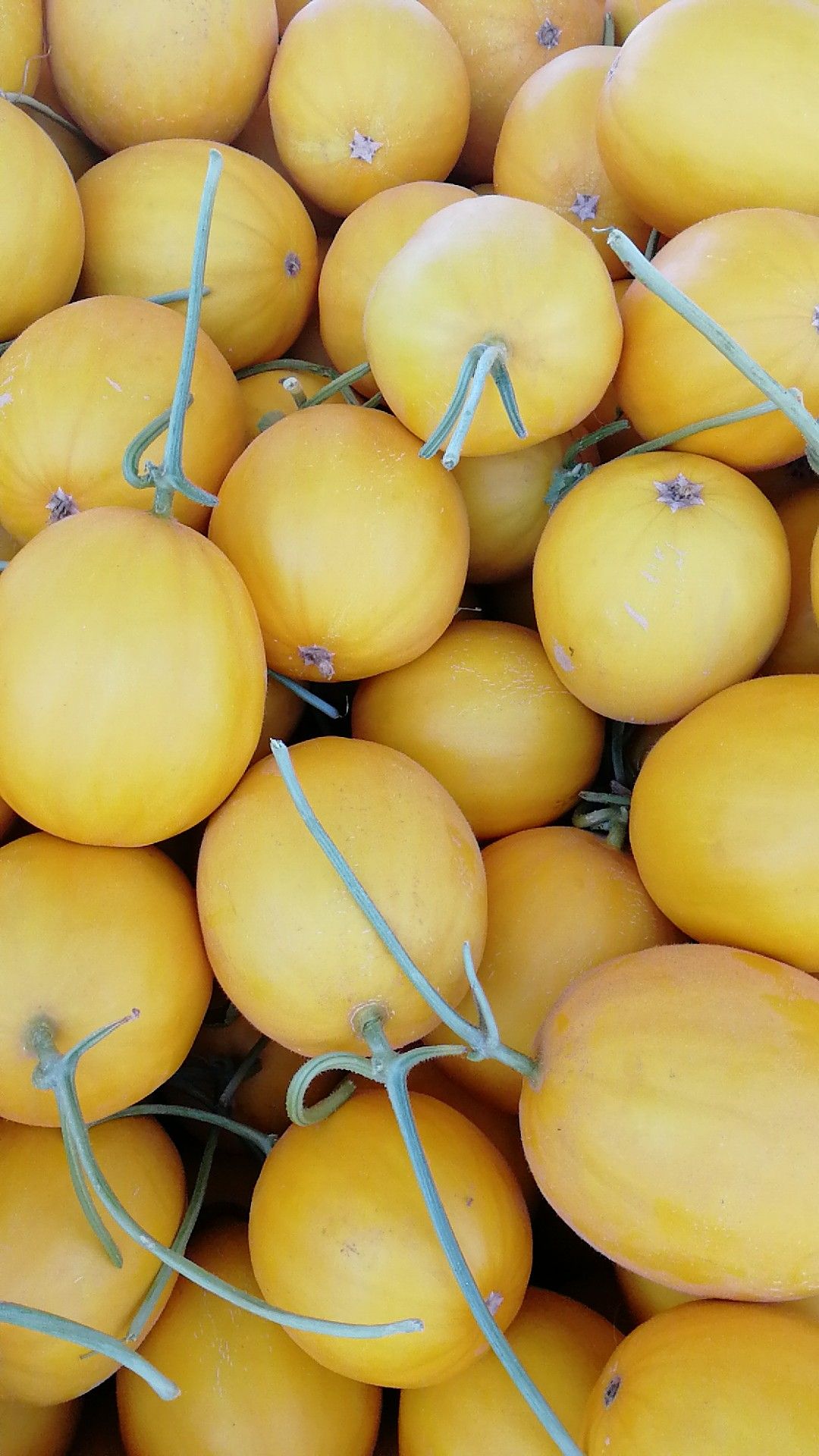 久红瑞甜瓜 2斤以上