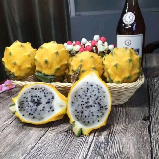 灵山县燕窝火龙果苗 黄龙燕窝火龙果。