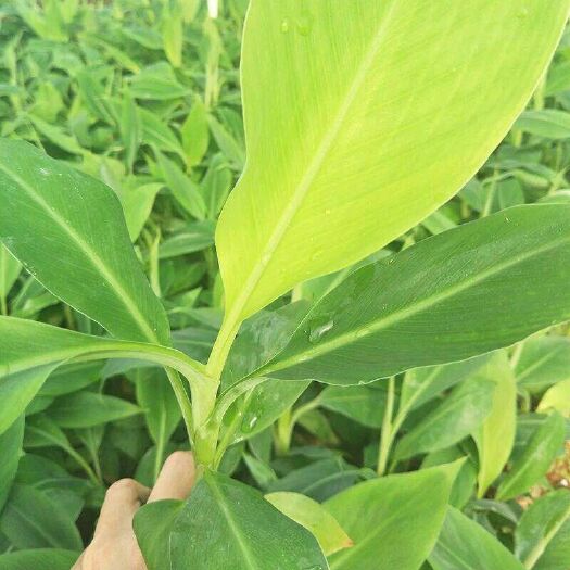 灵山县 包邮香蕉树苗矮化蕉苗粉蕉苗皇帝蕉苗广西香蕉苗巴西蕉苗红香蕉