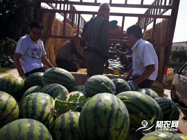 大荔县 陕西万亩西瓜上市了，精品甜王西瓜价格，陕西西瓜价格