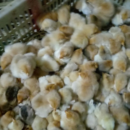 连云港 苏北土鸡苗，芦花鸡苗，贵妃鸡苗，三黄鸡苗，九斤红鸡苗