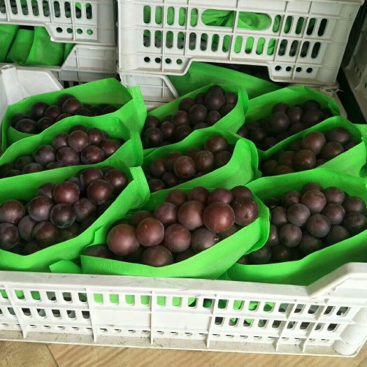 饶阳县 本地葡萄已大量上市，品种有乒乓球，维多利亚夏黑等。
