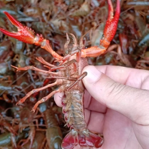 淮安 淮安小龙虾，肉质饱满，底板干净，假一赔十，基地直供