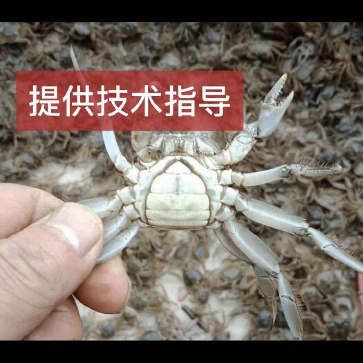 连云港大闸蟹苗