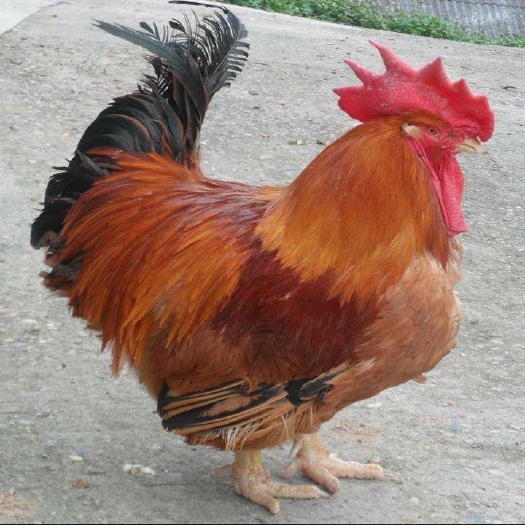 昆明 k9鸡苗