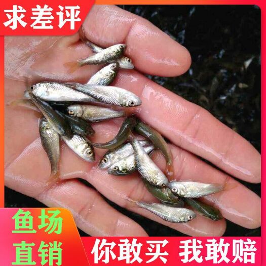 广州 五倍体超级鲫鱼苗
