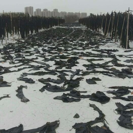 宁波 福建海带批发