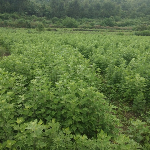 宜章县大白艾叶