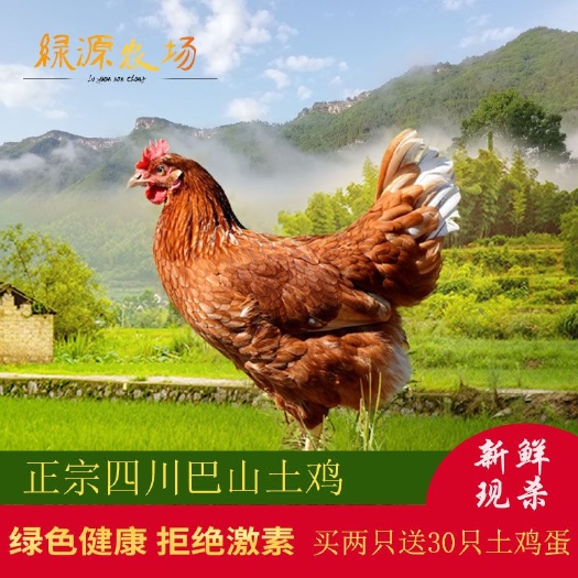通江县 鸡土鸡散养鸡