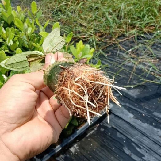 灵山县桃金娘苗 山棯子苗，适合盆栽地载种植生长力强