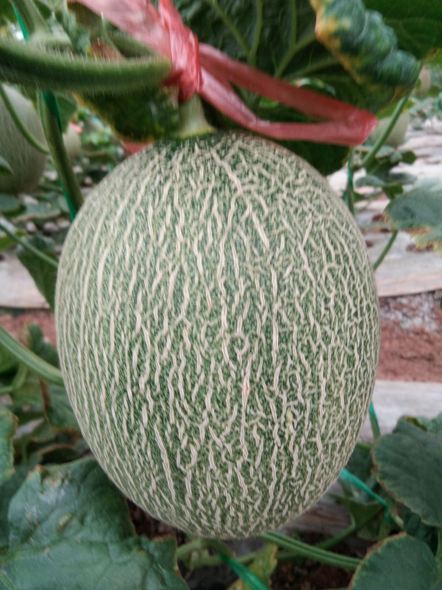 红心脆哈密瓜 1斤以上