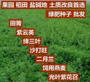 嘉祥县 耐盐碱抗风沙耐干旱牧草沙打旺