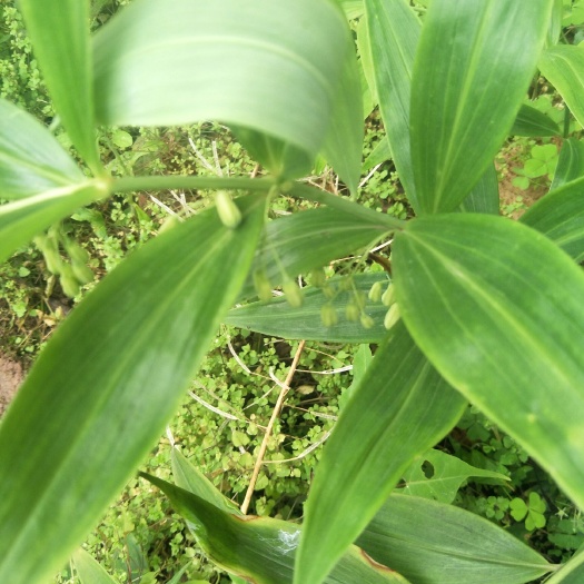 简阳市姜形黄精 一种可以吃的药材    个头大   需要的联系！