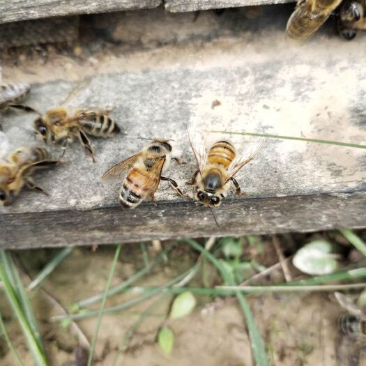 天水 纯正槐花蜜，枣花蜜。无限供应