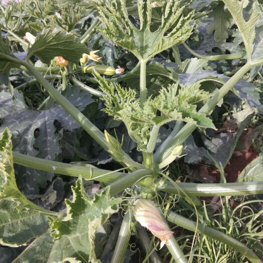  新鲜菜瓜预定中