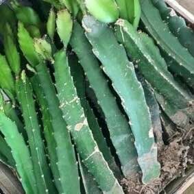 灵山县 四季红心火龙果苗红肉火龙果树苗盆栽当年结果室内南北方种植包