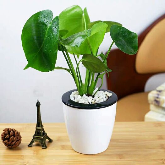  观叶植物 龟背竹 水培 水生 水养 室内盆栽绿植净化空气