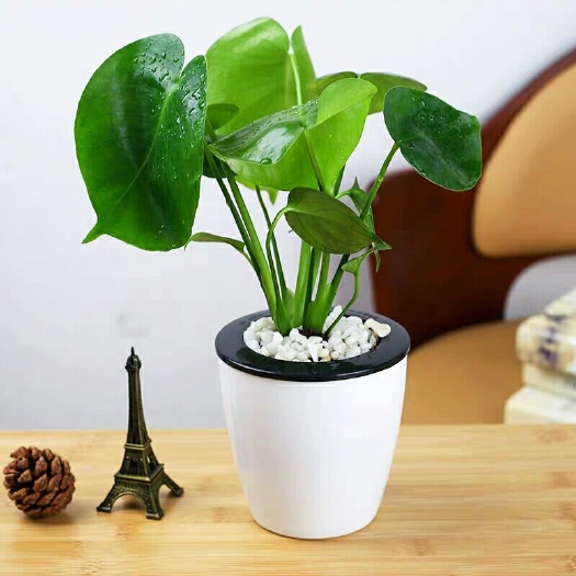 沭阳县 观叶植物 龟背竹 水培 水生 水养 室内盆栽绿植净化空气