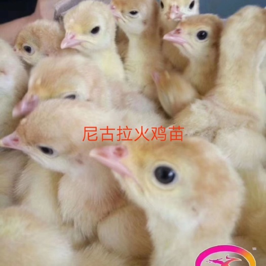 广州 尼古拉火鸡苗