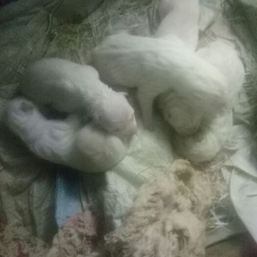 南平下司犬 家养实战下司后代，有需要的联系，包成活，当天不到的地方不发货