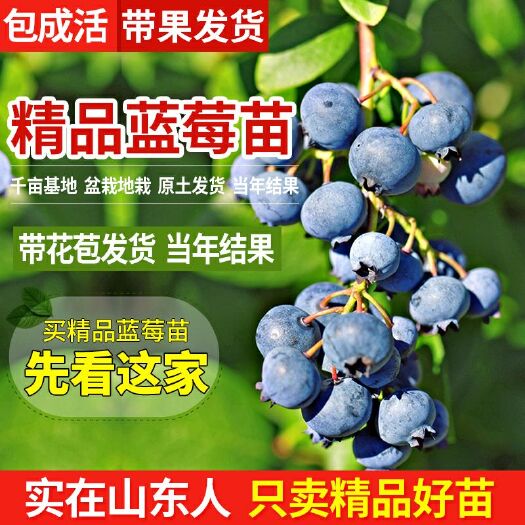 平邑县 蓝莓苗盆栽南北方种植地栽带果发货当年结果