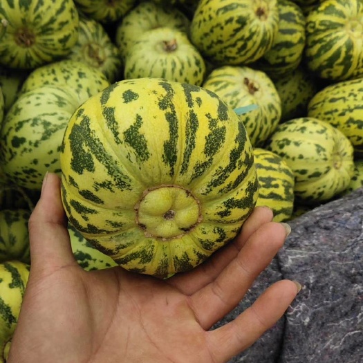 莘县花蕾甜瓜