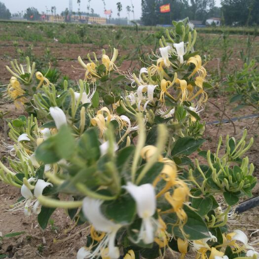 周口豫花一号金银花苗 20~30公分