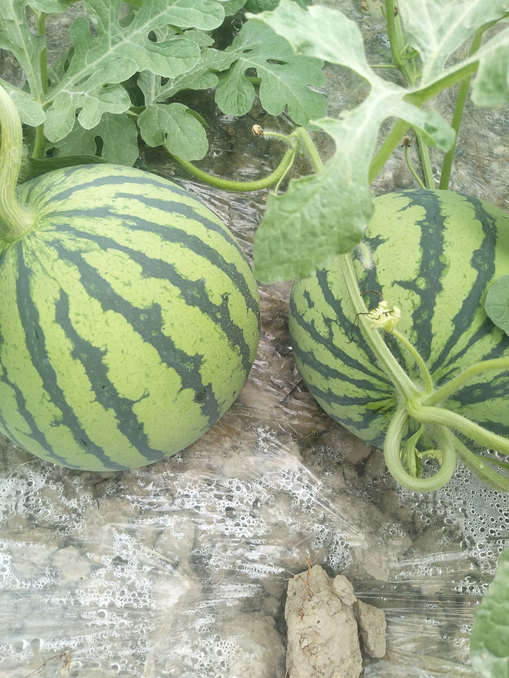 黑籽8424冰糖西瓜