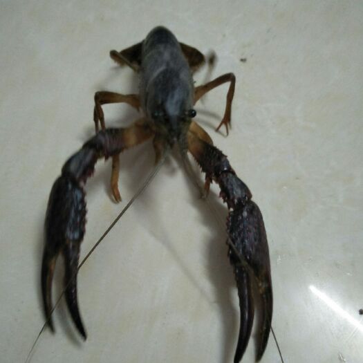 荆州 4至6钱小龙虾